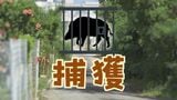 【捕獲】住宅街の小学校付近にも出没 イノシシの目撃情報が相次ぐ 体長70センチ | 沖縄のニュース|RBC 琉球放送