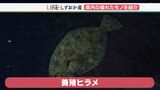 「いかついイメージだけど目はハート うま味のある脂がある」飲食店や鮮魚店でも人気!浜名湖養殖ヒラメとは?【しずおか産】 | 静岡のニュース | SBSNEWS | 静岡放送