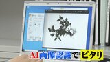 正答率96.4％　ＡＩ画像認識で「植物名」ピタリ当てる　|　BSSニュース | BSS山陰放送