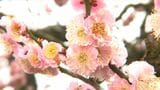 甘い香りに誘われて…藤川天神の臥龍梅見ごろ 鹿児島 | 鹿児島のニュース|MBC NEWS|南日本放送