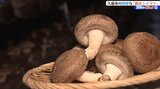 真冬のグルメ ふっくら肉厚で軸までおいしく食べられる 岩手県久慈市の菌床シイタケ |TBS NEWS DIG