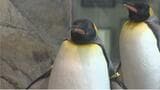 40歳の"婚活"　キングペンギンの「ジュン」東京でお見合いへ【長崎ペンギン水族館】|TBS NEWS DIG