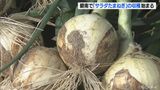 辛味が少なく生で食べるのに最適 「サラダたまねぎ」の収穫が始まる 愛知・碧南市 | 名古屋・愛知・岐阜・三重のニュース【CBC news】 | CBC web