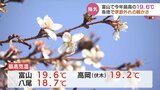 城址公園では一足早く春の花が咲きはじめ…富山で19.6℃など季節外れの暖かさ|TBS NEWS DIG