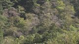 クマも好物のドングリ実るコナラが突然枯れ死する病気「ナラ枯れ」 岩手・洋野町で新たに確認 県内被害19市町村に拡大|TBS NEWS DIG