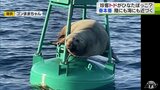 春の陽気にトドも誘われ…ブイの上でひなたぼっこ？　|　青森のニュース│ATV NEWS│青森テレビ