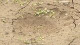 飯山市でクマ1頭を駆除 千曲川の中州で発見 周辺では4月に計4人が襲われけが 県が同じ個体か調査へ|TBS NEWS DIG