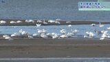 “冬の使者”が飛来 盛岡の御所湖に100羽超えるハクチョウ 羽を休める姿|TBS NEWS DIG