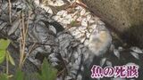 スズキやエノハ、タイまで…台風11号の影響か？大量の魚の死骸見つかる　|　BSSニュース | BSS山陰放送