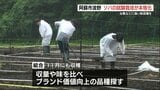 目指すは「風雨に強いソバ」 熊本県阿蘇市波野で新たな4品種を試験栽培 | 熊本のニュース|RKK NEWS|RKK熊本放送