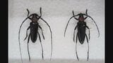 特定外来生物「クビアカツヤカミキリ」対策 サクラを中心におよそ8500本 市有地と民有地の樹木に薬剤散布へ 費用の約1億3500万円を専決処分 甲府市|TBS NEWS DIG