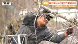 3月の観測史上最高気温を観測した場所も... ポカポカ陽気の中りんご園で枝の剪定作業 東京から移住した農家も!(山形) | 山形のニュース│TUYテレビユー山形