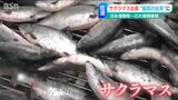 「上品な脂がたっぷりで今年は最高の出来栄え」佐渡でサクラマスの出荷始まる|TBS NEWS DIG