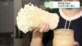 えのき茸の歯ごたえの秘密!年間約7000トンを製造する工場で見つけた驚きの工程 | MRTニュース | MRT宮崎放送
