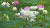 ハスの花が見頃 幸せを呼ぶ吉兆 1本の茎に2つの花が咲く「双頭蓮」も現る 山梨 | 山梨のニュース | UTYテレビ山梨