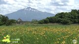 初夏告げるニッコウキスゲ　ベンセ湿原を黄色に染める|TBS NEWS DIG
