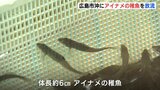 煮つけや空揚げで… アイナメの稚魚　広島市沖に放流|TBS NEWS DIG