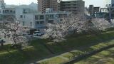 岡山でサクラが満開 観測史上最も早い満開 31日から4年ぶりに岡山さくらカーニバル|TBS NEWS DIG