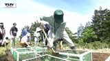"樹氷" 復活へ! 未来へつなぐ種まき 近年 "樹氷" の元になる "アオモリトドマツ" が枯れる被害相次ぐ(山形) | 山形のニュース│TUYテレビユー山形