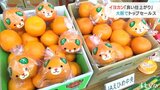 「良い仕上がりになっています」 愛媛県知事が大阪でイヨカンのトップセールス | 愛媛のニュース - Nスタえひめ|あいテレビは6チャンネル