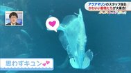 「バイバーイ！」カガミダイのお手ふりサービスに思わずキュン！【ぷくぷくキュンアニマルズ㉓】　|　福島のニュース│TUF