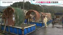 生産されたらコンビニのおにぎりや弁当用に出荷　宮城県内有数のノリの産地 石巻市で種付け作業が最盛期を迎える　|　宮城のニュース│tbc NEWS│tbc東北放送