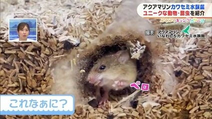 重さは500円玉と同じ7グラム！日本一小さいネズミ「カヤネズミ」がなめ