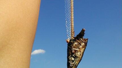 魚の骨っぽい枯木 魚の骨っぽい枯木