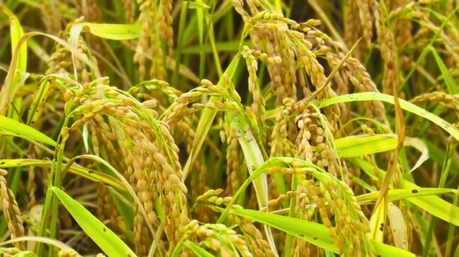 「コメの産地になりつつある」　石垣島が「コメどころ」に⁉　コメづくりに適した「夏でも暑すぎない気候」　|TBS NEWS DIG