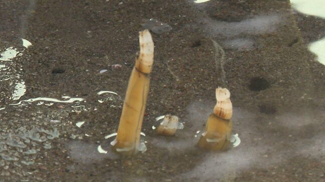 3年ぶりにマテ貝堀りが解禁 大勢の家族連れでにぎわう 大分・豊後高田市|TBS NEWS DIG