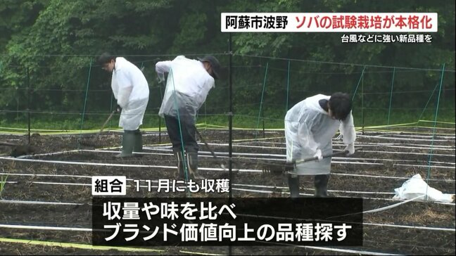 目指すは「風雨に強いソバ」 熊本県阿蘇市波野で新たな4品種を試験栽培|TBS NEWS DIG