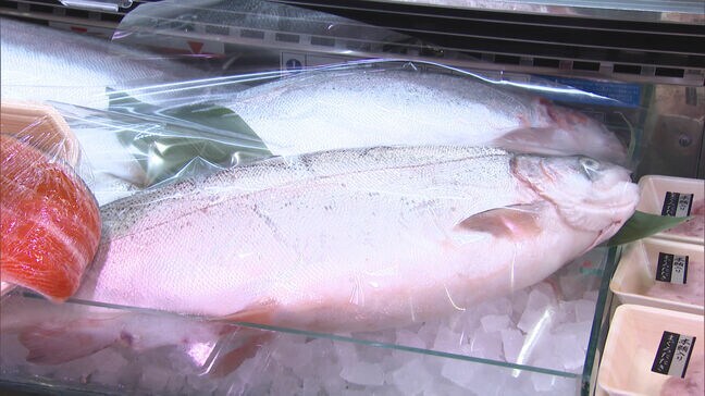 屋内で地下水を使って養殖された宗像サーモンが初出荷　寄生虫の心配がなく安定供給　宗像陸上養殖|TBS NEWS DIG