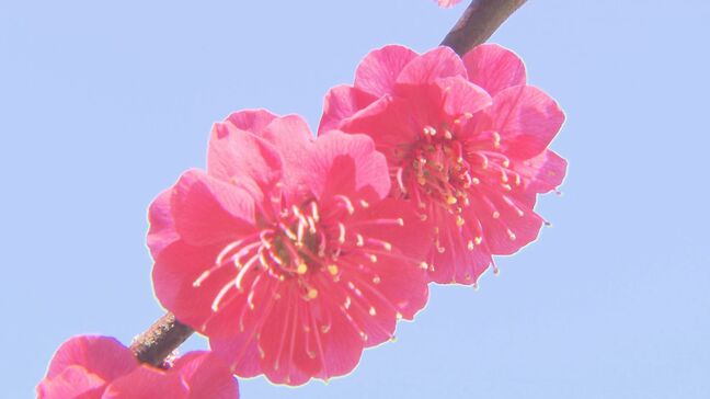 二十四節気のひとつ「啓蟄」いわき市でウメの花見頃　福島|TBS NEWS DIG