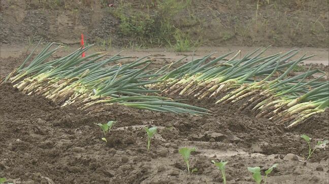 阿武隈川流域の遊水地 農地利用へ野菜の試験栽培始まる 2019年の台風被害を受けて整備 福島|TBS NEWS DIG