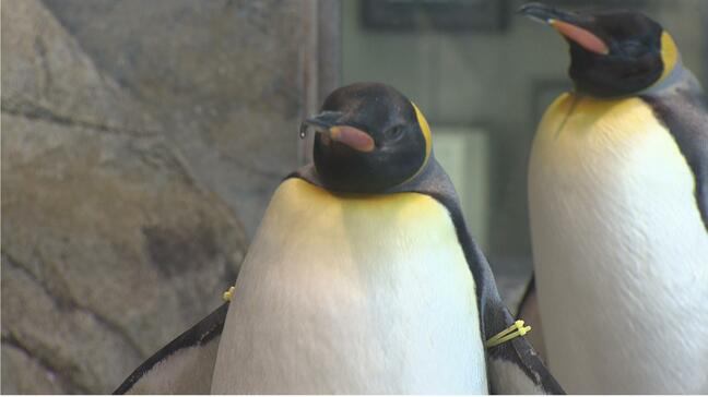 40歳の"婚活"　キングペンギンの「ジュン」東京でお見合いへ【長崎ペンギン水族館】|TBS NEWS DIG