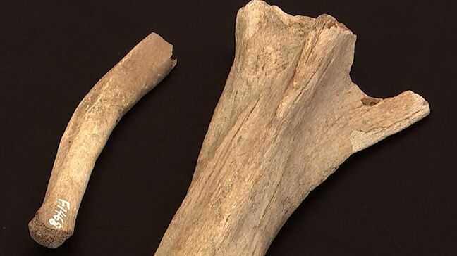 岡山理大などが新技術 化石に含まれるタンパク質を可視化 高精度な種の特定が可能に|TBS NEWS DIG