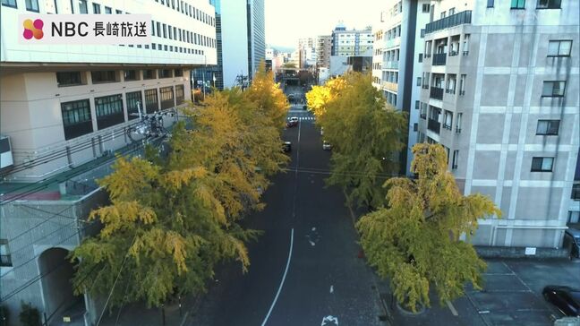 市民が誇る“初冬の名所” 路面電車からも目を引く長崎市民会館横の銀杏並木【長崎ばーどアイ】|TBS NEWS DIG