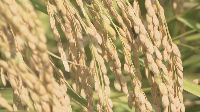 暑すぎて…稲穂の“高温障害”大丈夫?「乾燥して脱穀してからでないとわからない」 新米の収穫始まる|TBS NEWS DIG