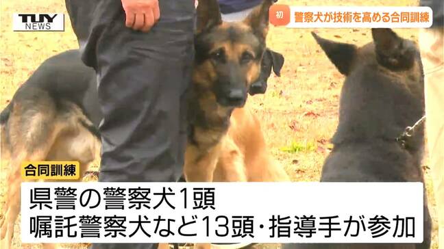 行方不明者の捜索や犯罪捜査などで活躍！ 警察犬の合同訓練　再挑戦し再び警察犬を目指す犬も！（山形）|TBS NEWS DIG