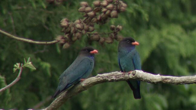 森の宝石 “ブッポウソウ” が今年も元気に帰ってきた　求愛行動中のオスがメスに虫のプレゼント　吉備中央町を全国一の観測地に【岡山】|TBS NEWS DIG