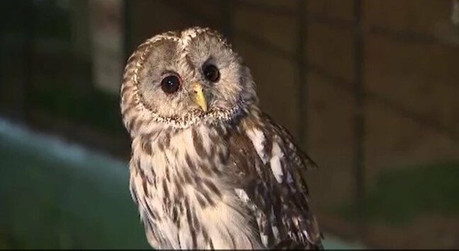 夜の動物園を満喫！夏休みの人気イベント「ナイトズー」小諸市動物園で開催　親子連れでにぎわう|TBS NEWS DIG