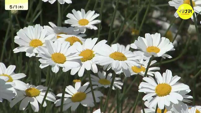 初夏の風物詩　因島で「除虫菊」見ごろ　広島・尾道市|TBS NEWS DIG