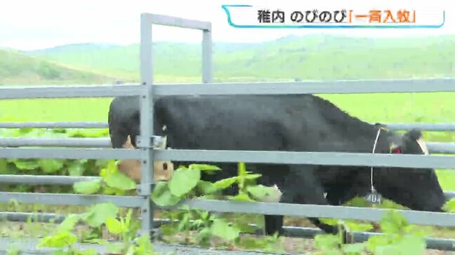 【稚内】広大な牧草地でのびのび!酪農家から若い乳牛を預かる夏の「一斉入牧」スタート 約170頭が秋まで過ごす予定|TBS NEWS DIG