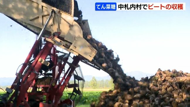 砂糖の原料ビートの収穫さかん「いいものを作って喜んでもらいたい」北海道中札内村|TBS NEWS DIG