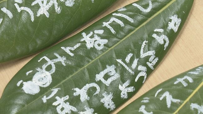 復興への願いを“木の葉”に込めて…童話『じろはったん』にちなみ保育園児が綴る　福島|TBS NEWS DIG