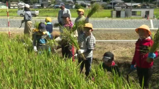 「思ったより難しかった」北宇和高校三間分校の田んぼで、小学生が稲刈り交流会 愛媛県・宇和島市三間町|TBS NEWS DIG