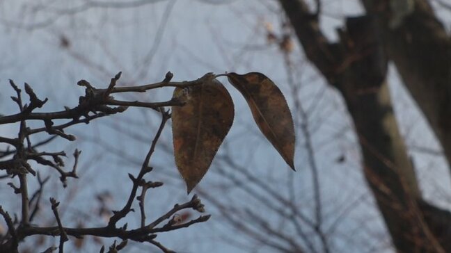 3日夜～4日にかけて今シーズン一番の寒さ　中北地域の山地、峡南地域で積雪予想　山梨|TBS NEWS DIG