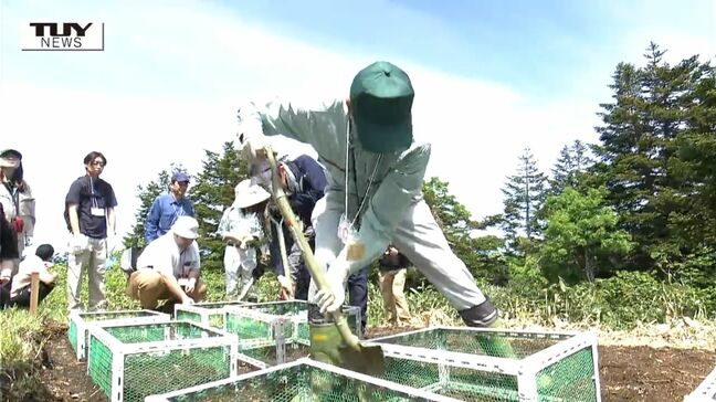"樹氷" 復活へ! 未来へつなぐ種まき 近年 "樹氷" の元になる "アオモリトドマツ" が枯れる被害相次ぐ(山形)|TBS NEWS DIG