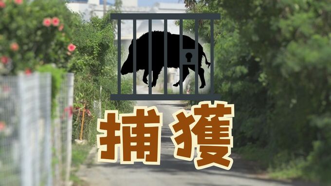 【捕獲】住宅街の小学校付近にも出没 イノシシの目撃情報が相次ぐ　体長70センチ　|　沖縄のニュース｜RBC 琉球放送