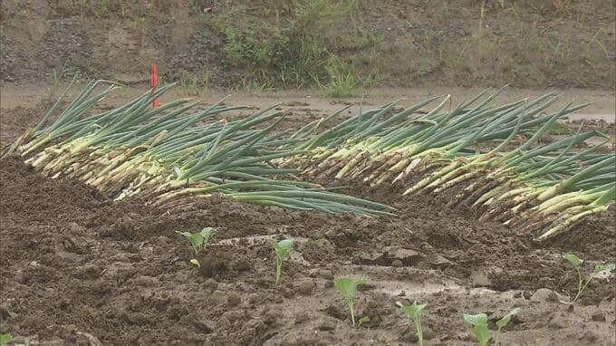 阿武隈川流域の遊水地　農地利用へ野菜の試験栽培始まる　2019年の台風被害を受けて整備　福島|TBS NEWS DIG